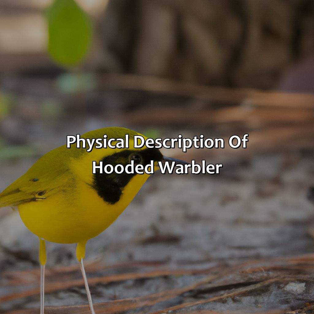 Physical Description Of Hooded Warbler  - A Hooded Warbler Is A Bird Found On Daughin Island. What Color Are Its Feathers, 