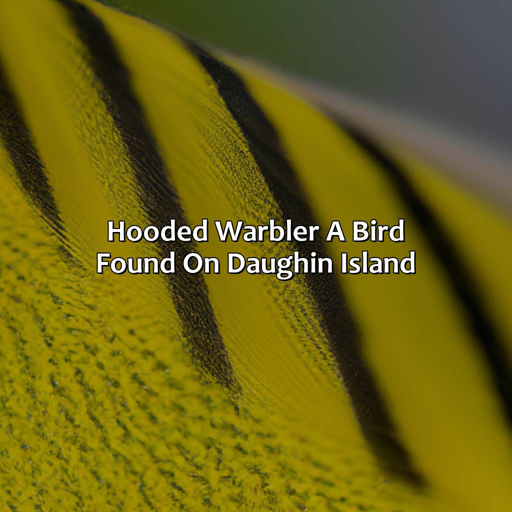 Hooded Warbler: A Bird Found On Daughin Island  - A Hooded Warbler Is A Bird Found On Daughin Island. What Color Are Its Feathers, 