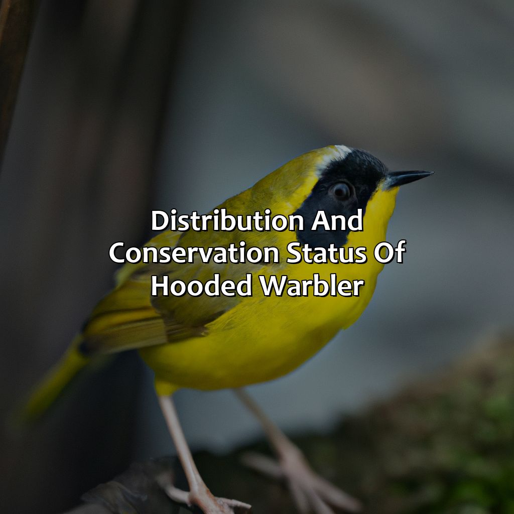 Distribution And Conservation Status Of Hooded Warbler  - A Hooded Warbler Is A Bird Found On Daughin Island. What Color Are Its Feathers, 