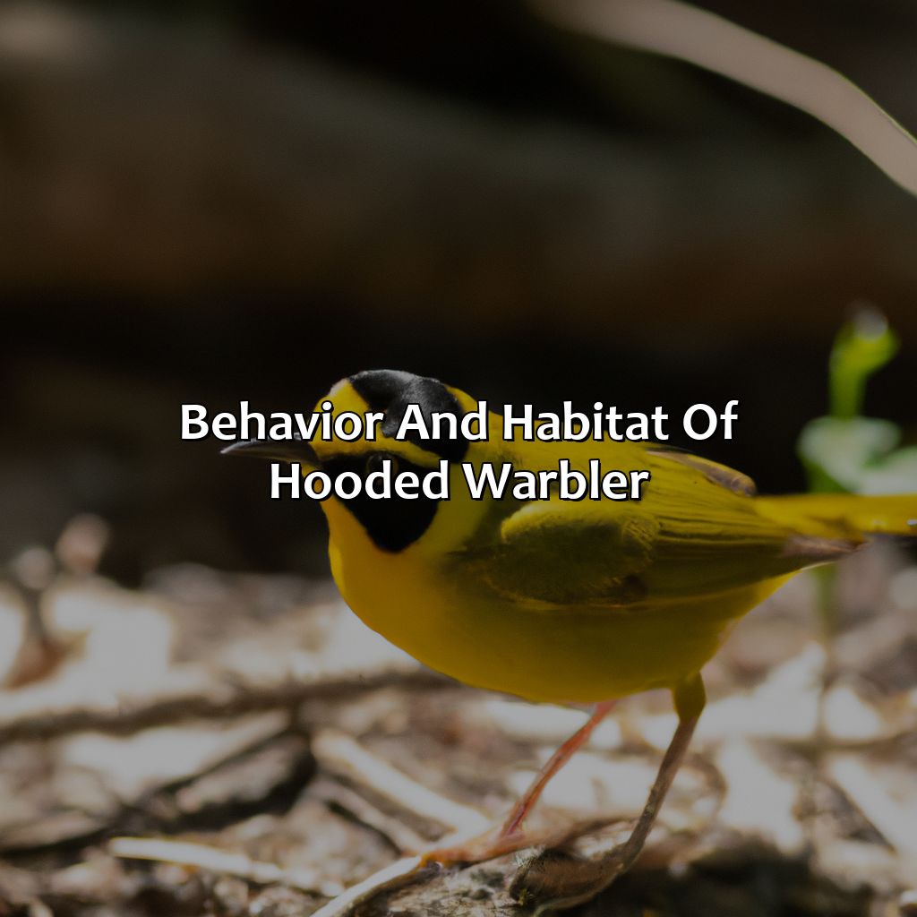 Behavior And Habitat Of Hooded Warbler  - A Hooded Warbler Is A Bird Found On Daughin Island. What Color Are Its Feathers, 