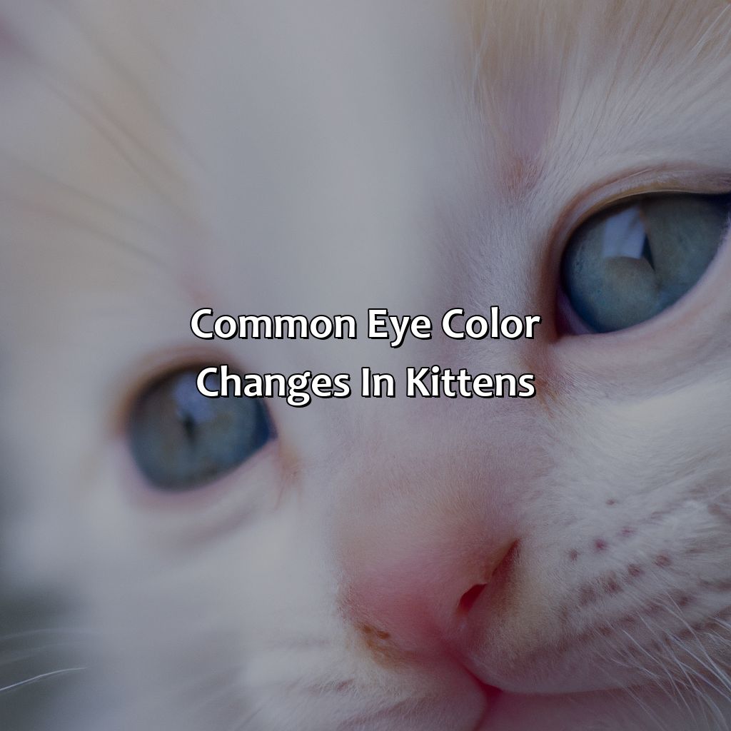 Common Eye Color Changes In Kittens  - At What Age Do Kittens Eyes Change Color, 