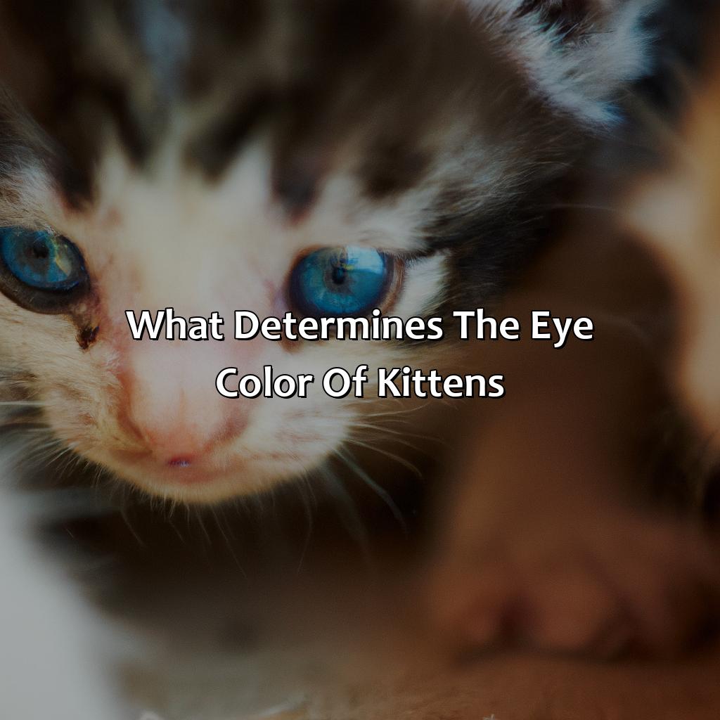At What Age Do Kittens Eyes Change Color - colorscombo.com