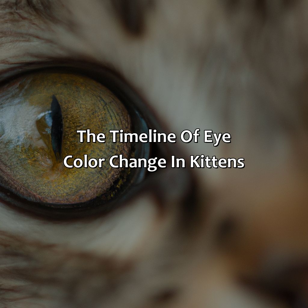 The Timeline Of Eye Color Change In Kittens  - At What Age Do Kittens Eyes Change Color, 