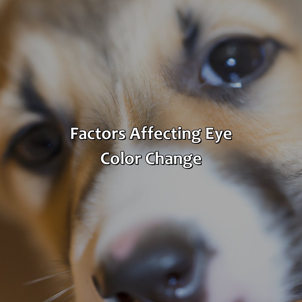 Factors Affecting Eye Color Change  - At What Age Does A Puppies Eye Color Change, 
