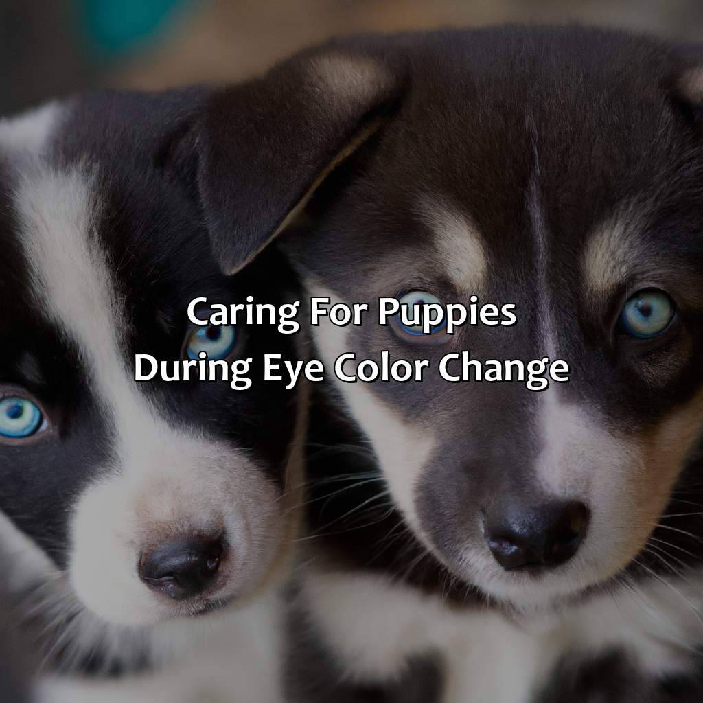 Caring For Puppies During Eye Color Change  - At What Age Does A Puppies Eye Color Change, 