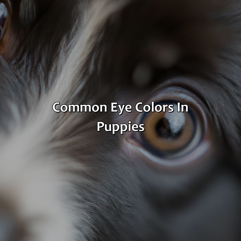 Common Eye Colors In Puppies  - At What Age Does A Puppies Eye Color Change, 
