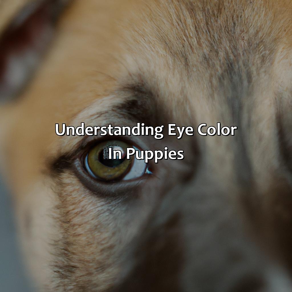 Understanding Eye Color In Puppies  - At What Age Does A Puppies Eye Color Change, 