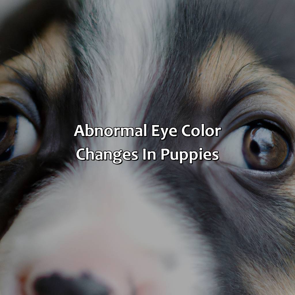 Abnormal Eye Color Changes In Puppies  - At What Age Does A Puppies Eye Color Change, 