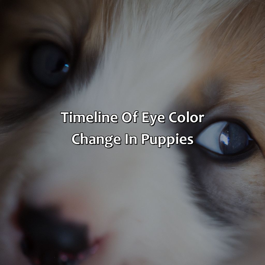 Timeline Of Eye Color Change In Puppies  - At What Age Does A Puppies Eye Color Change, 