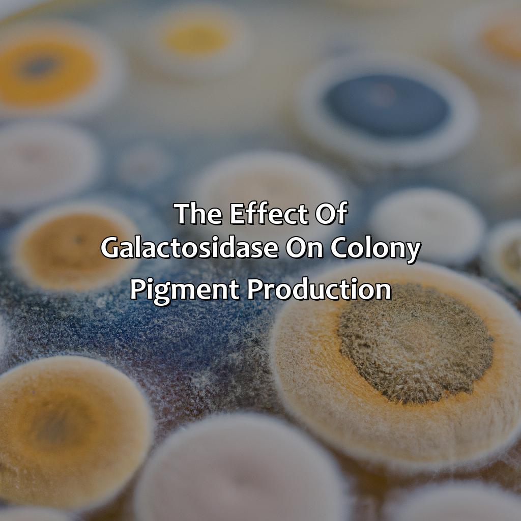 The Effect Of ?-Galactosidase On Colony Pigment Production  - Colonies Of What Color Are Produced By Cells With Functioning Copies Of ?-Galactosidase?, 
