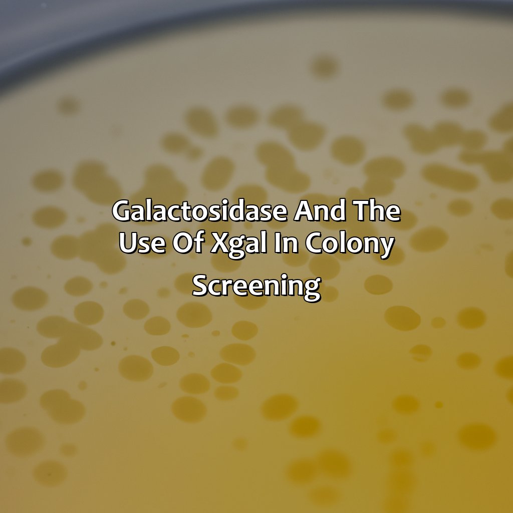 ?-Galactosidase And The Use Of X-Gal In Colony Screening  - Colonies Of What Color Are Produced By Cells With Functioning Copies Of ?-Galactosidase?, 