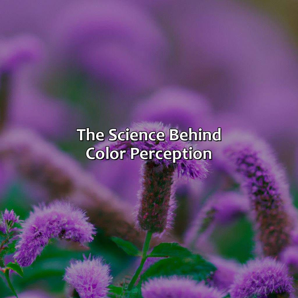 The Science Behind Color Perception  - Different Shades Of Purple, 