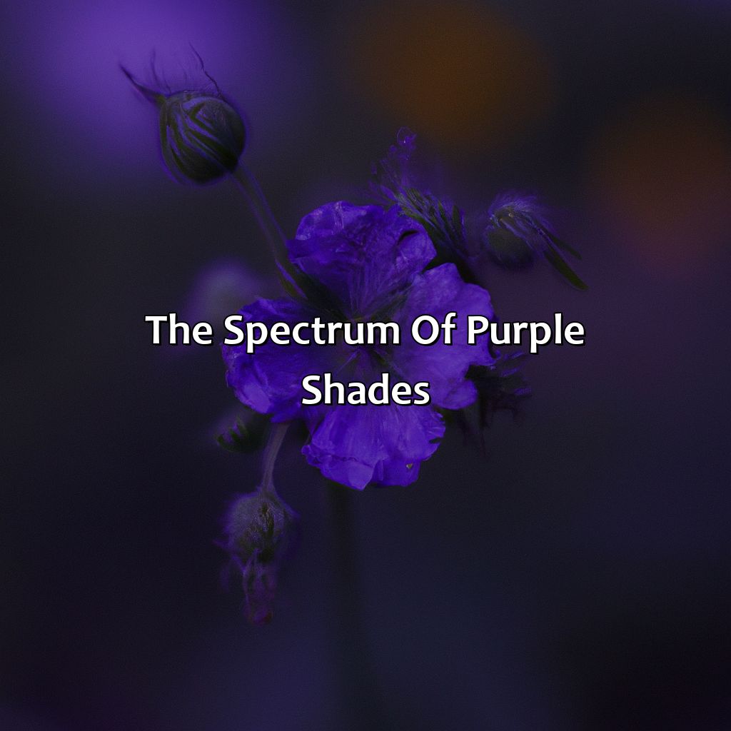The Spectrum Of Purple Shades  - Different Shades Of Purple, 