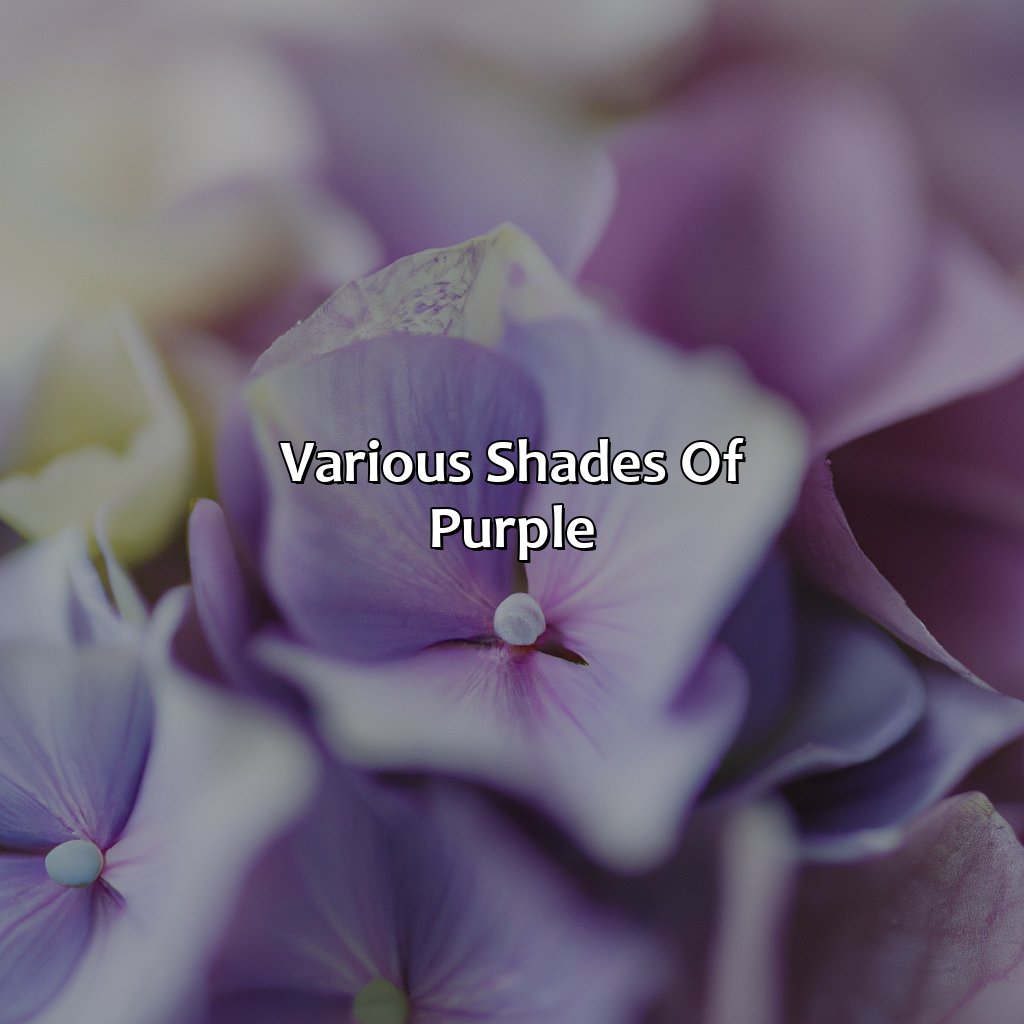 Various Shades Of Purple  - Different Shades Of Purple Names, 