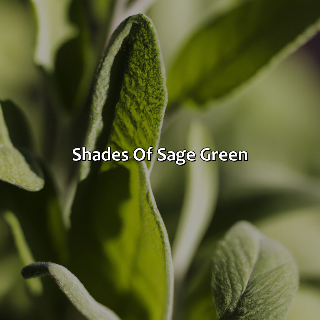 Shades Of Sage Green  - Different Shades Of Sage Green, 