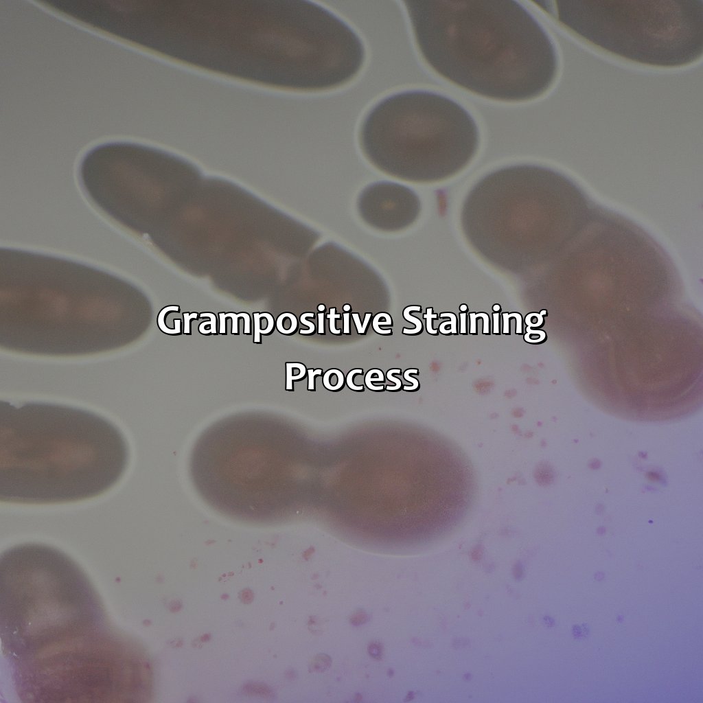 Gram-Positive Staining Process  - Gram Positive Is What Color, 