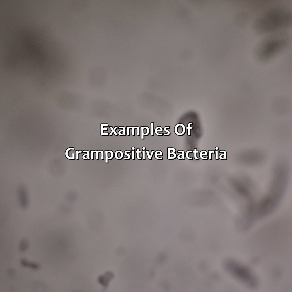 Examples Of Gram-Positive Bacteria  - Gram Positive Is What Color, 