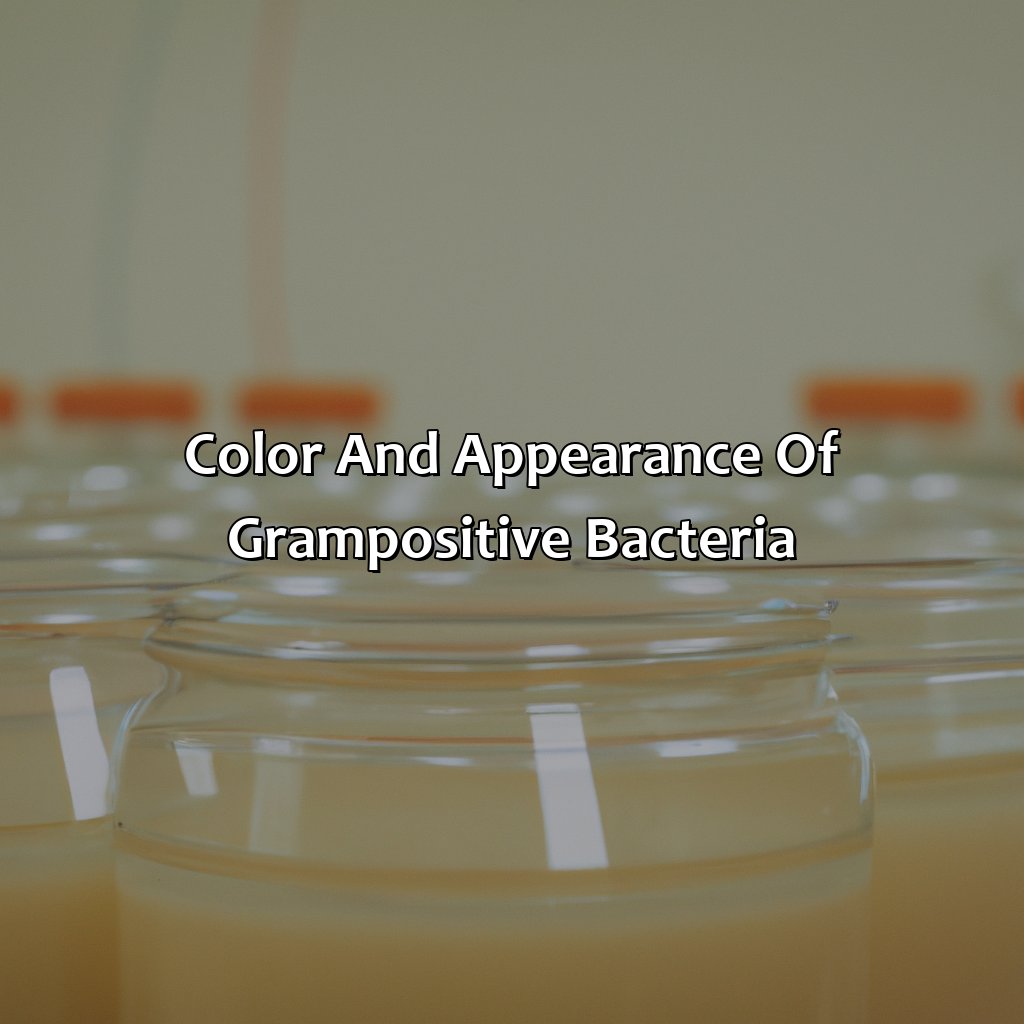 Color And Appearance Of Gram-Positive Bacteria  - Gram Positive Is What Color, 