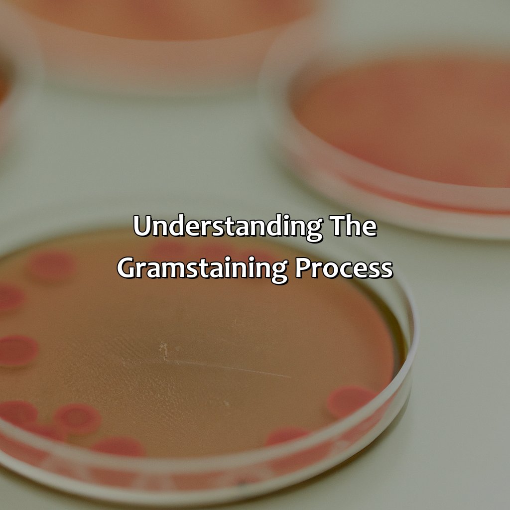 Understanding The Gram-Staining Process  - Gram Positive Is What Color, 