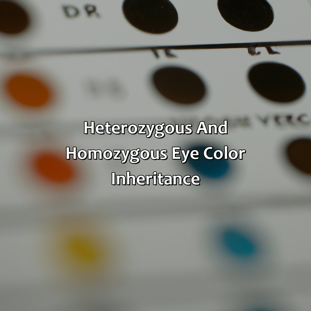 Heterozygous And Homozygous Eye Color Inheritance  - If I Have Brown Eyes And My Husband Has Blue Eyes, What Color Eyes Will Your Child Have, 