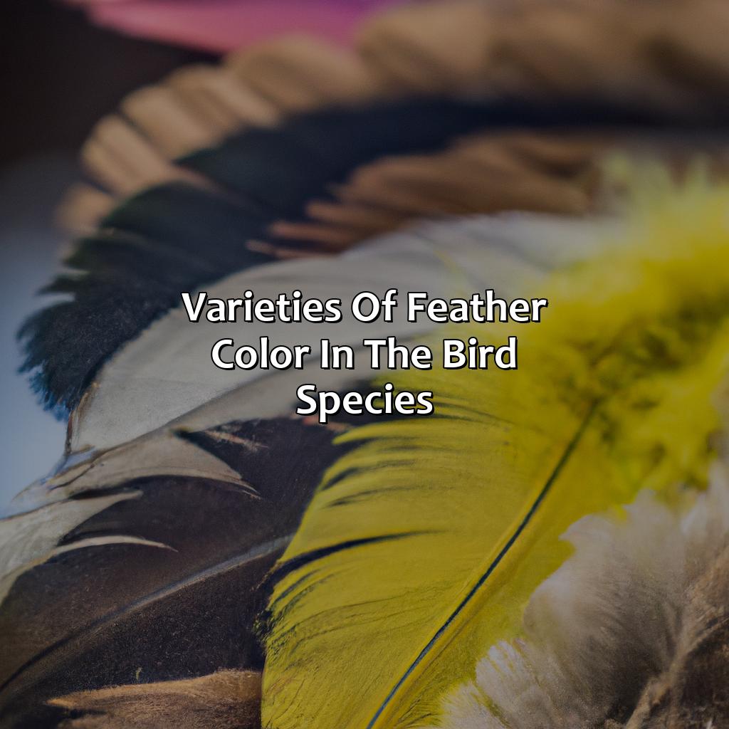 Varieties Of Feather Color In The Bird Species  - In One Species Of Bird, There Are Three Varieties Of Feather Color. What Is This An Example Of?, 