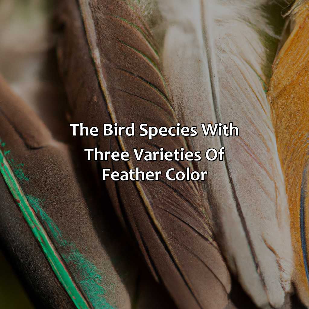 The Bird Species With Three Varieties Of Feather Color  - In One Species Of Bird, There Are Three Varieties Of Feather Color. What Is This An Example Of?, 