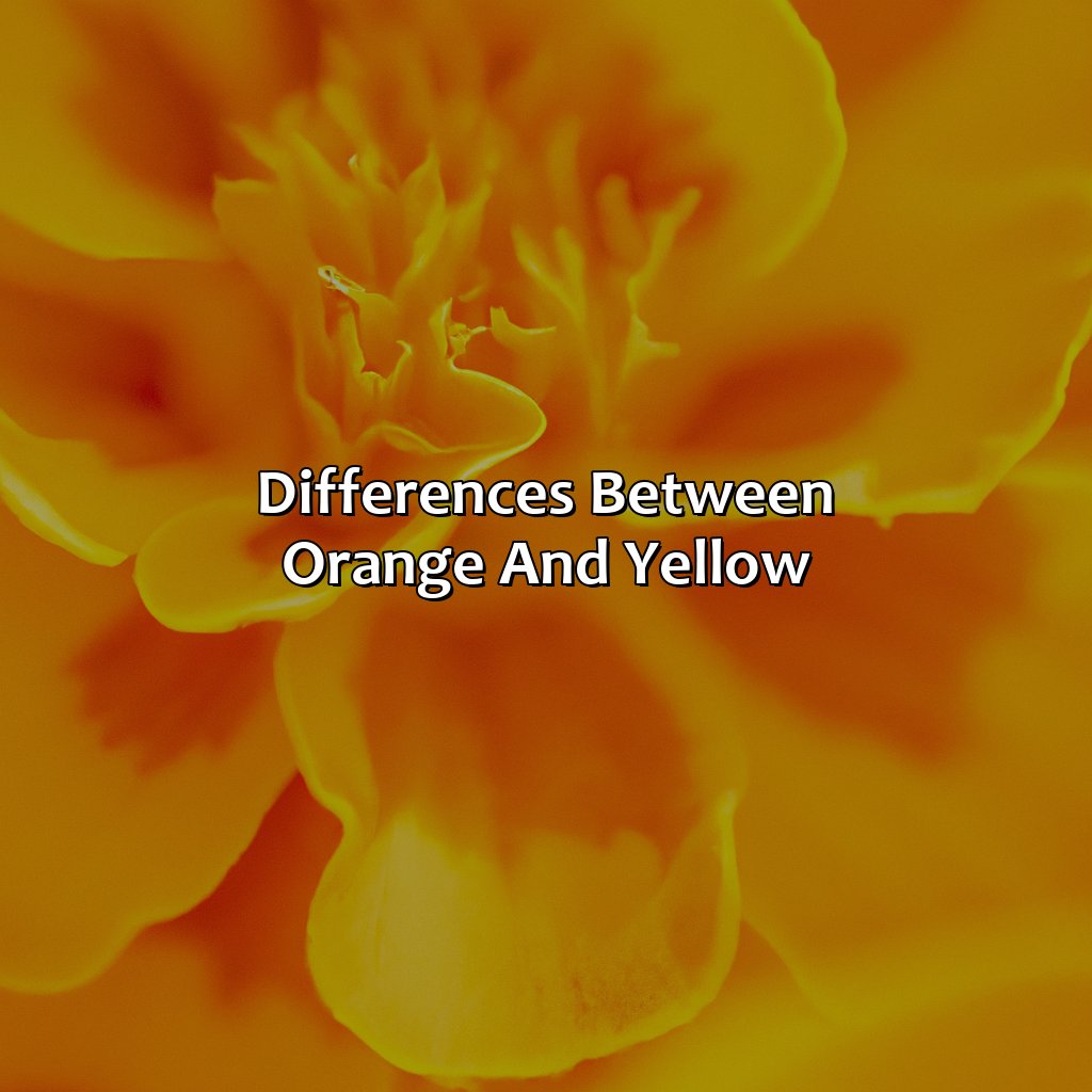 Differences Between Orange And Yellow  - Orange And Yellow Is What Color, 