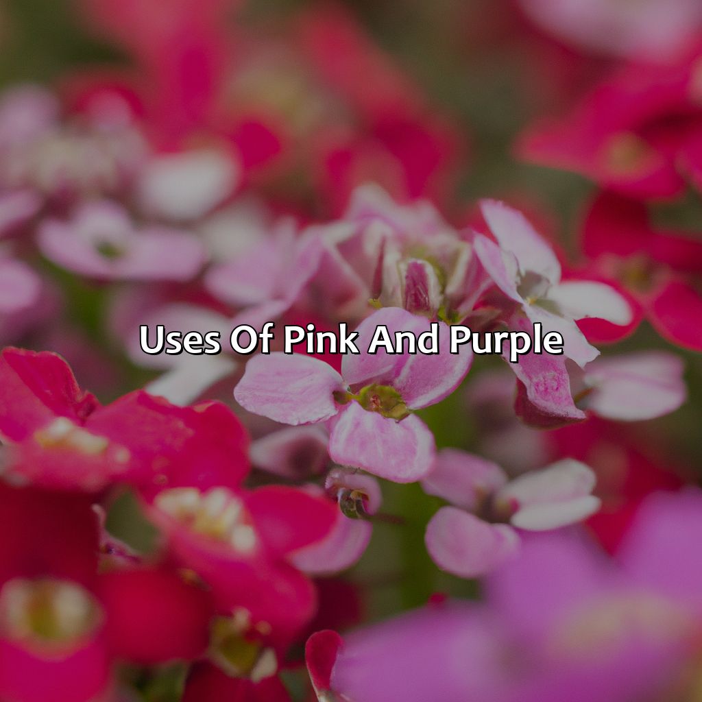 Uses Of Pink And Purple  - Pink And Purple Is What Color, 