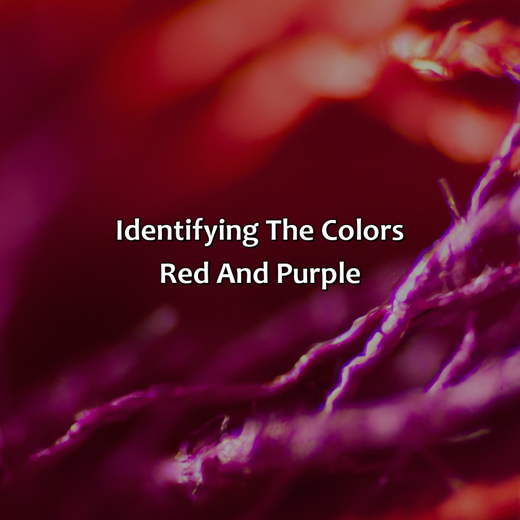 Identifying The Colors "Red" And "Purple"  - Red And Purple Is What Color, 