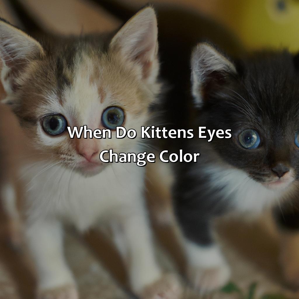 When Do Kittens’ Eyes Change Color?  - What Age Do Kittens Eyes Change Color, 