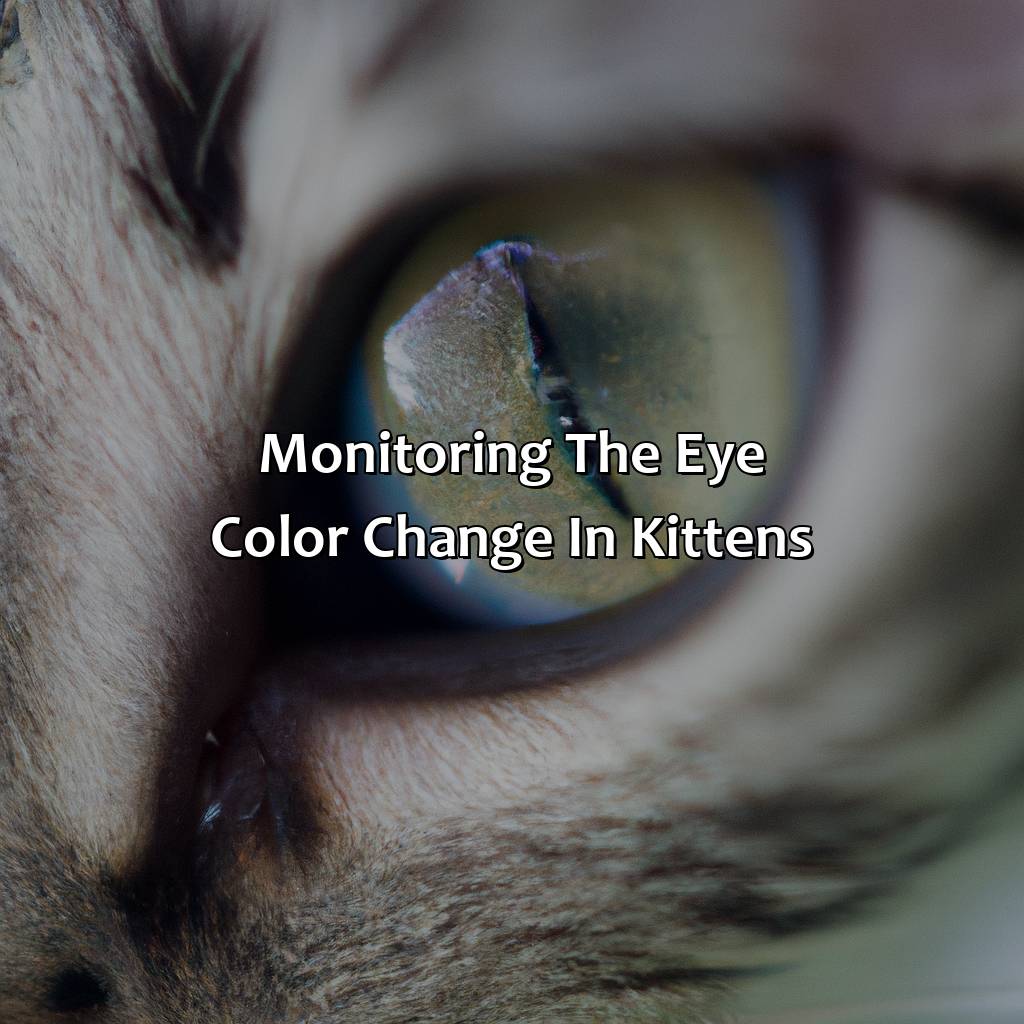 Monitoring The Eye Color Change In Kittens  - What Age Do Kittens Eyes Change Color, 