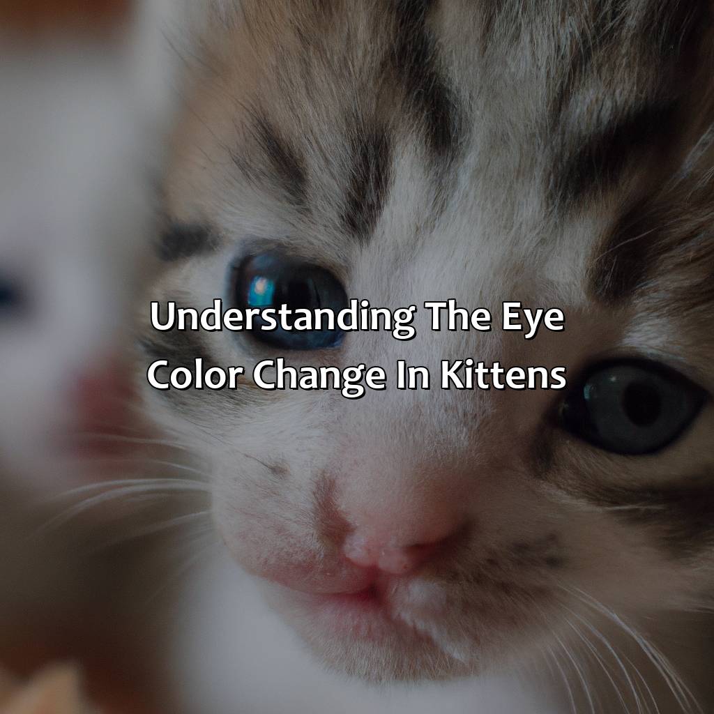 Understanding The Eye Color Change In Kittens  - What Age Do Kittens Eyes Change Color, 