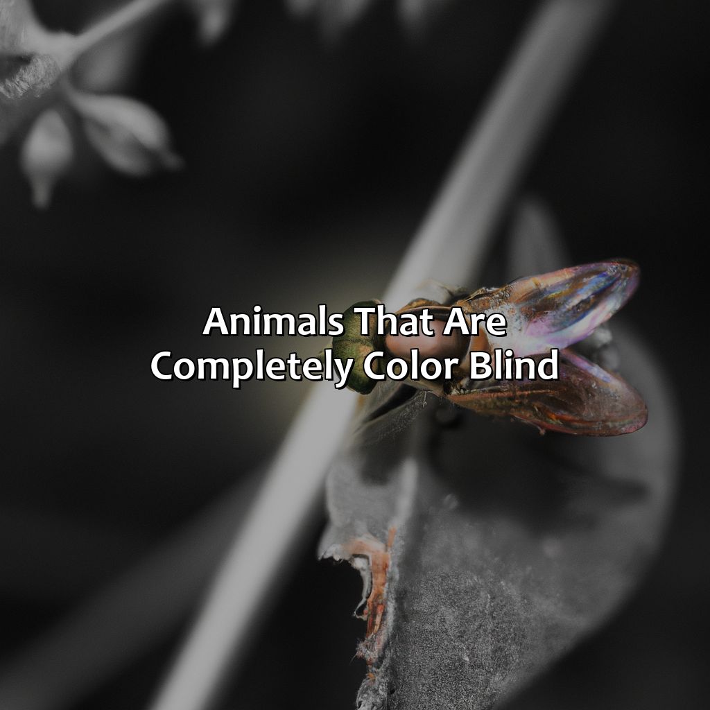 Animals That Are Completely Color Blind  - What Animals Are Color Blind, 
