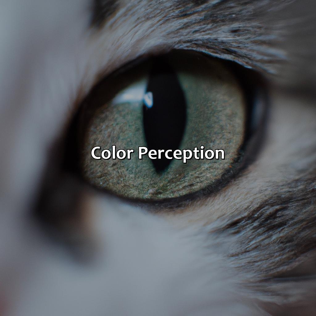 Color Perception  - What Animals See In Color, 