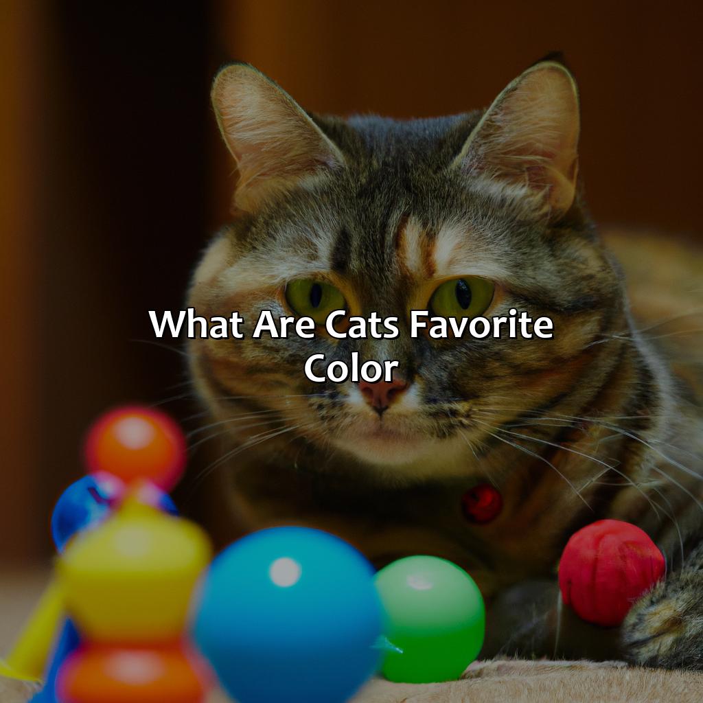 What Are Cats Favorite Color - colorscombo.com