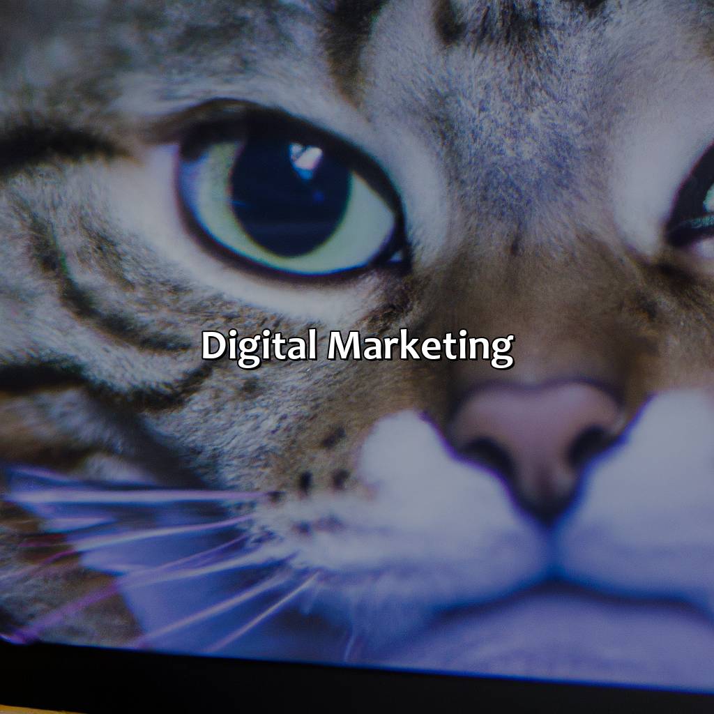 Digital Marketing  - What Are Cats Favorite Color, 
