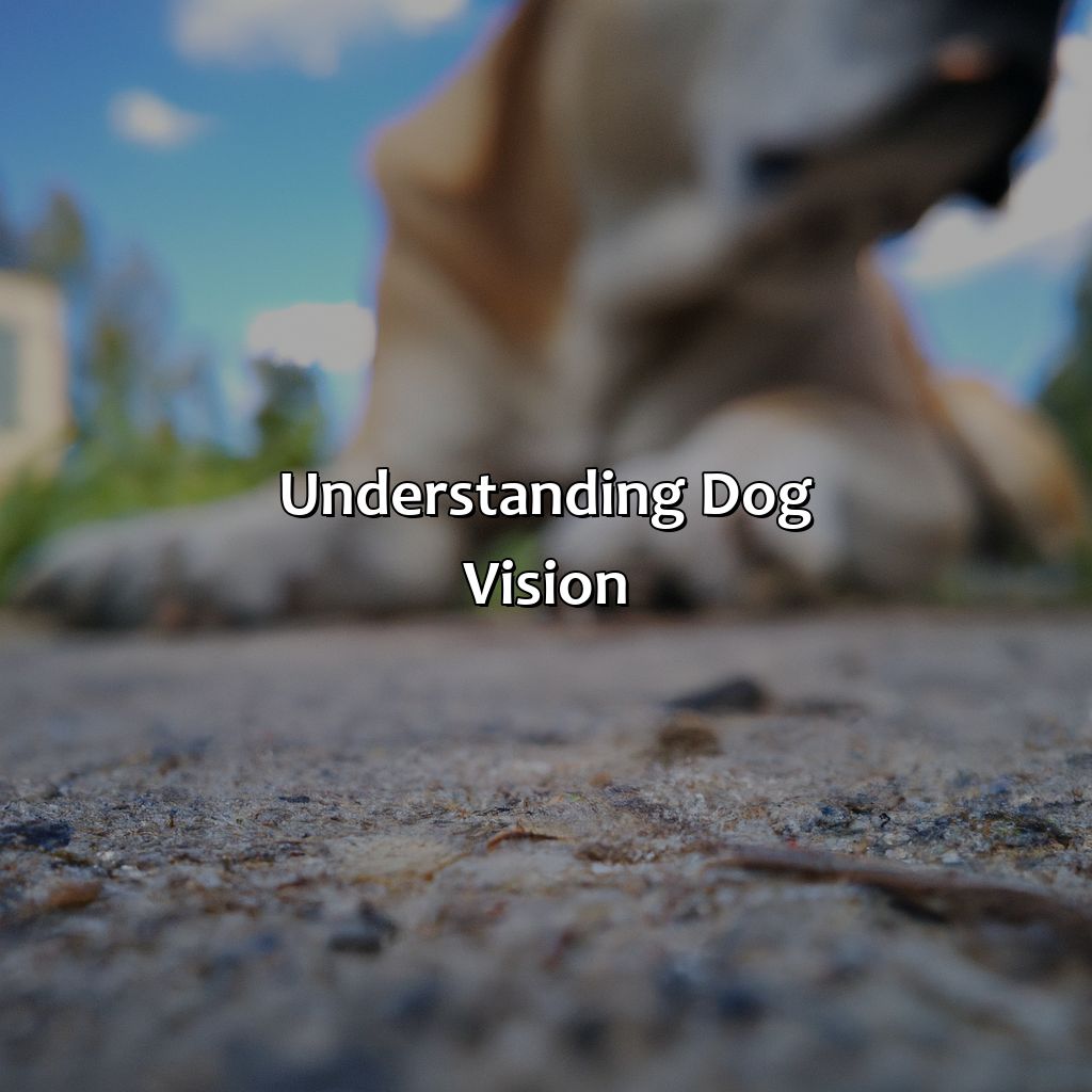 Understanding Dog Vision  - What Are Dogs Favorite Color, 