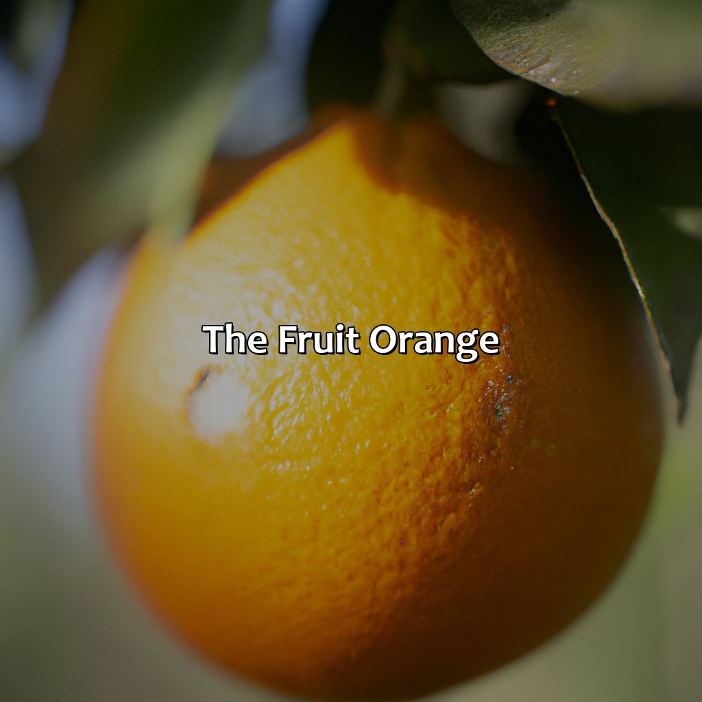 The Fruit Orange  - What Came First The Color Orange Or The Fruit Orange, 
