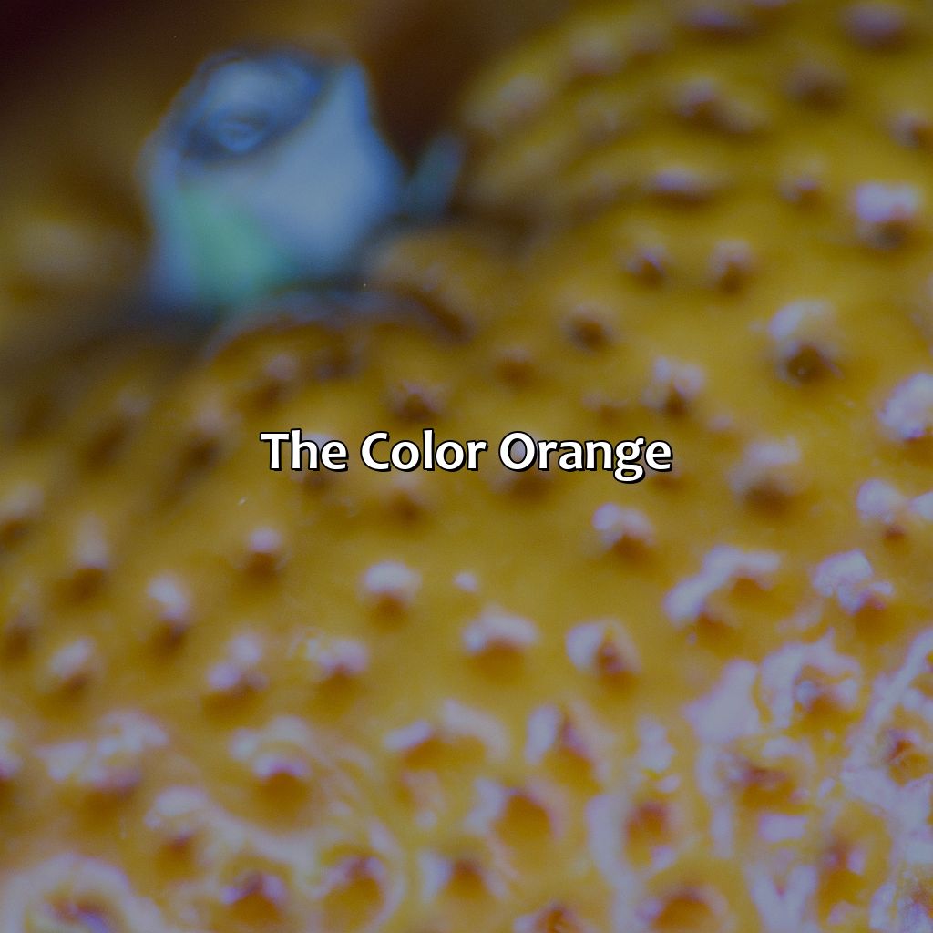 The Color Orange  - What Came First The Color Orange Or The Fruit Orange, 