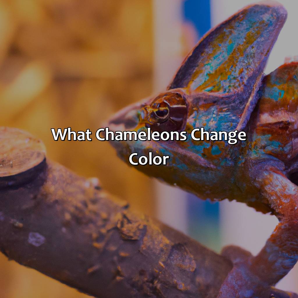 What Chameleons Change Color - colorscombo.com