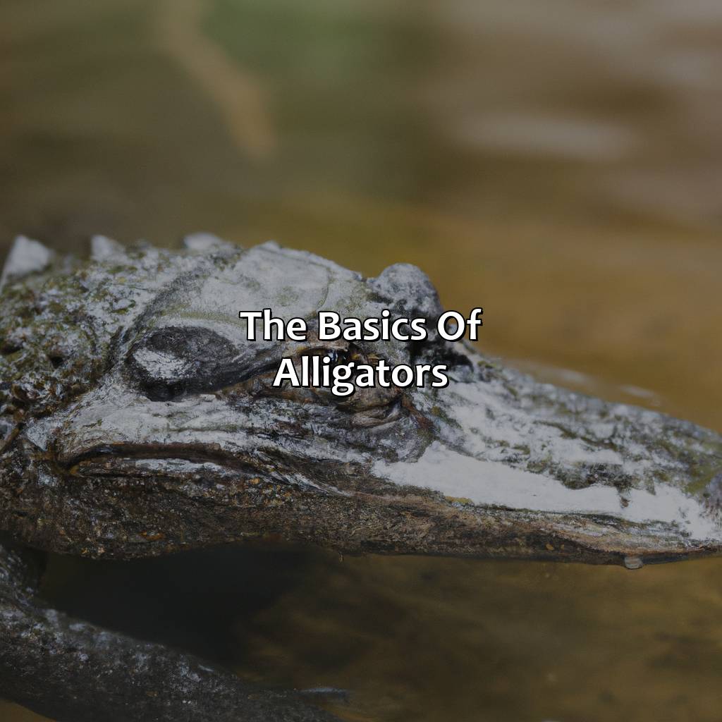 The Basics Of Alligators  - What Color Are Alligators, 
