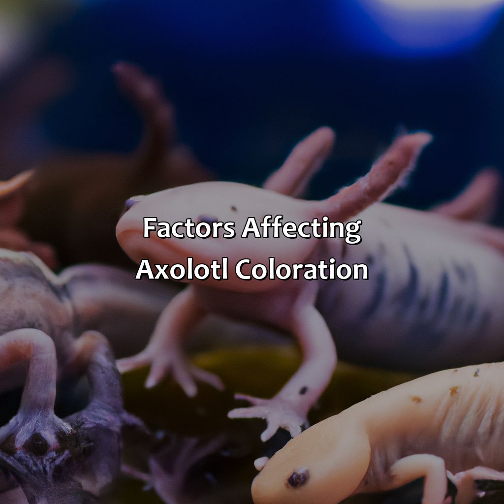 Factors Affecting Axolotl Coloration  - What Color Are Axolotls, 