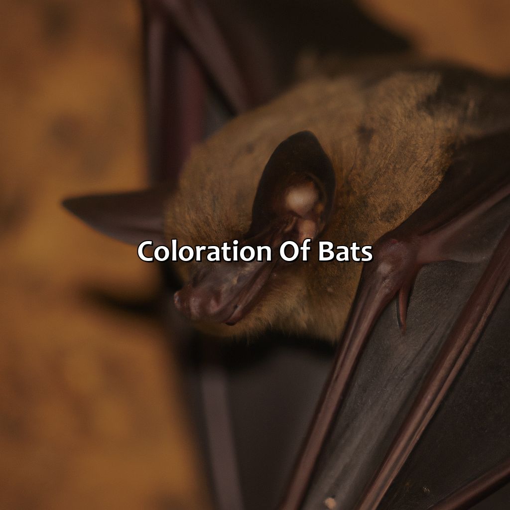 Coloration Of Bats  - What Color Are Bats, 