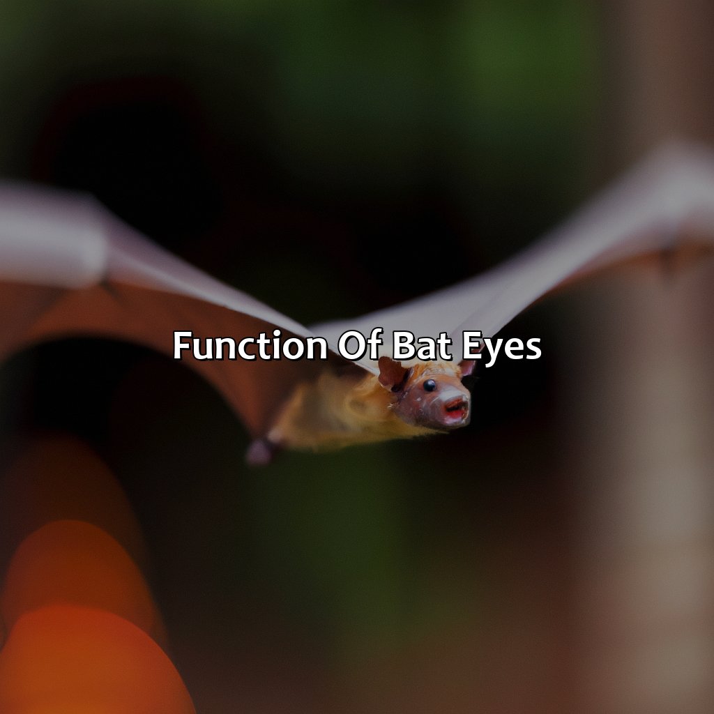 Function Of Bat Eyes  - What Color Are Bats Eyes, 