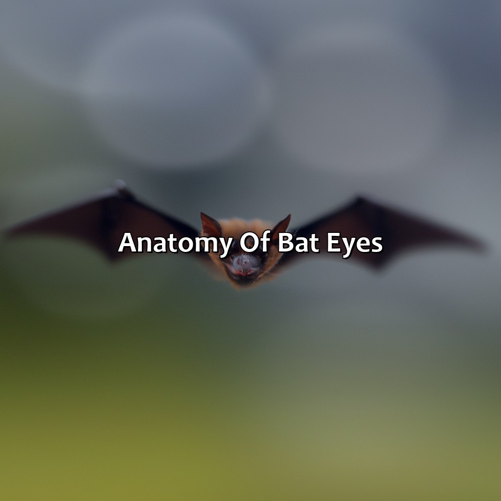 Anatomy Of Bat Eyes  - What Color Are Bats Eyes, 