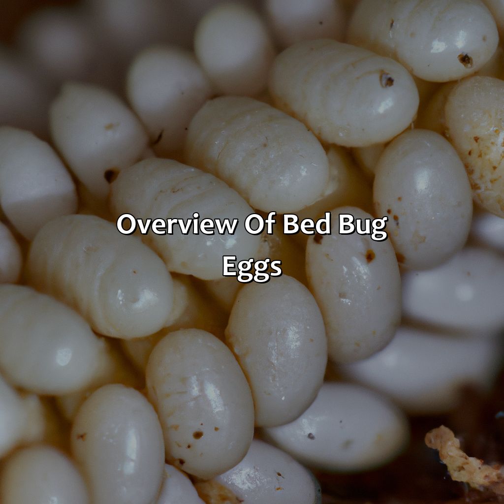 Overview Of Bed Bug Eggs  - What Color Are Bed Bug Eggs, 