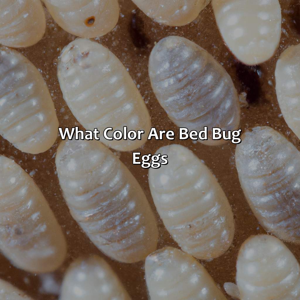 What Color Are Bed Bug Eggs  - What Color Are Bed Bug Eggs, 