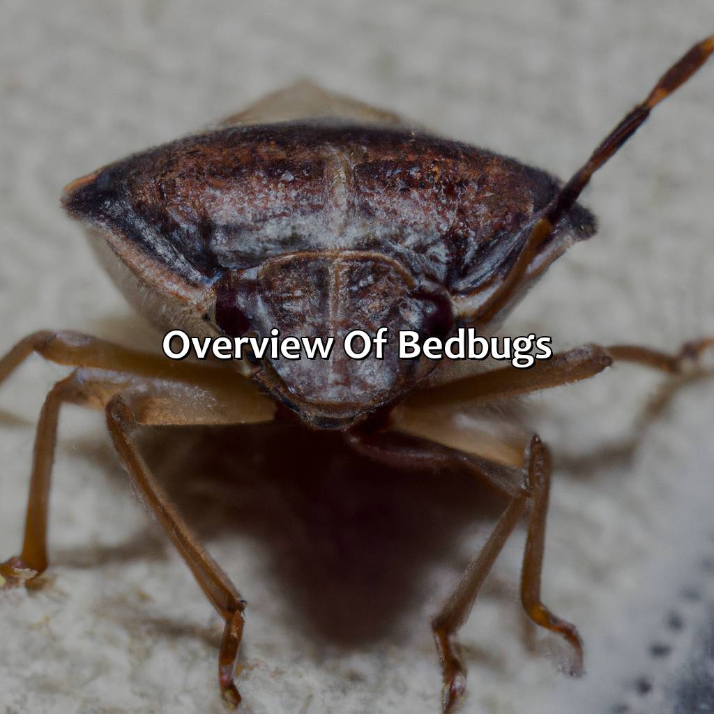 Overview Of Bedbugs  - What Color Are Bedbugs, 