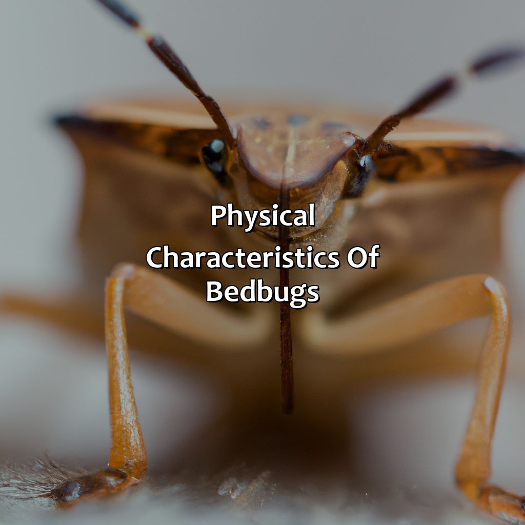 Physical Characteristics Of Bedbugs  - What Color Are Bedbugs, 