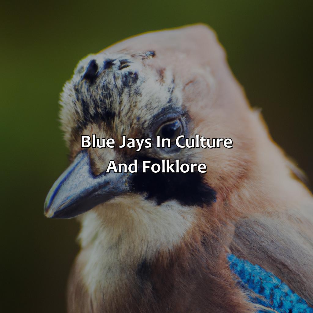 Blue Jays In Culture And Folklore  - What Color Are Blue Jays, 